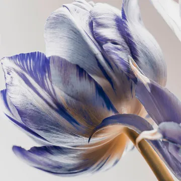 Купон Bloom 46 (термопечать) 70*100 — термопечать коллекции Купоны для подушек, оттенок 46