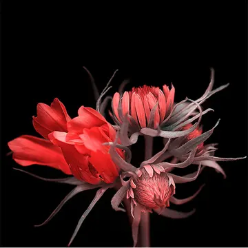 Купон Bloom 85 (термопечать) 70*70