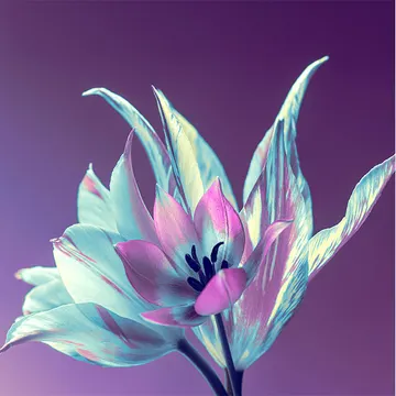 Купон Bloom 78 (термопечать) 70*70 — термопечать коллекции Купоны для подушек, оттенок 78
