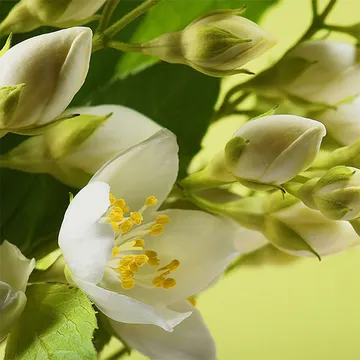Купон Bloom 89 (термопечать) 70*70