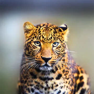 Купон Animal 31 (термопечать) 70*70 — термопечать коллекции Купоны для подушек, оттенок 31