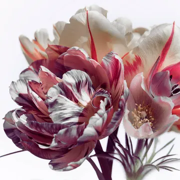 Купон Bloom 44 (термопечать) 70*100 — термопечать коллекции Купоны для подушек, оттенок 44