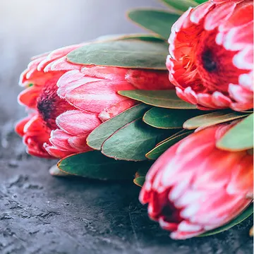 Купон Bloom 83 (термопечать) 70*70