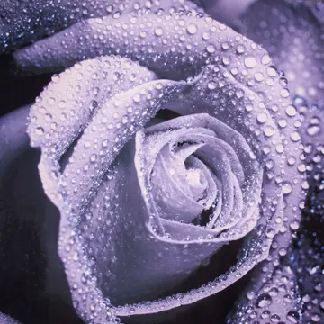 Купон Rose aqua violet (термопечать) 70*70 — термопечать коллекции Купоны для подушек, фиолетовый