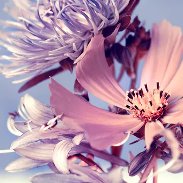 Купон Bloom 41 (термопечать) 70*100 — термопечать коллекции Купоны для подушек, оттенок 41