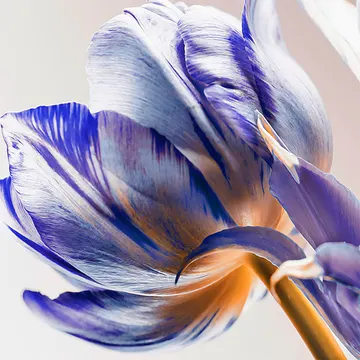 Купон Bloom 79 (термопечать) 70*70 — термопечать коллекции Купоны для подушек, оттенок 79