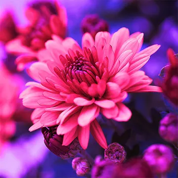 Купон Bloom 97 (термопечать) 70*70 — термопечать коллекции Купоны для подушек, оттенок 97