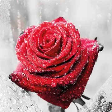 Купон Bloom 86 (термопечать) 70*70