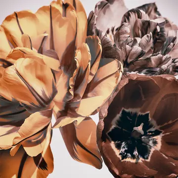 Купон Bloom 45 (термопечать) 70*100 — термопечать коллекции Купоны для подушек, оттенок 45