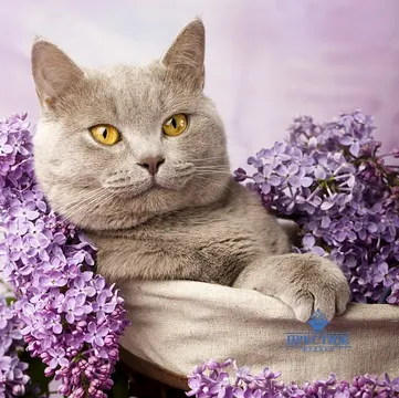 Купон Cat (термопечать) 70*70 — термопечать коллекции Купоны для подушек, оттенок 70